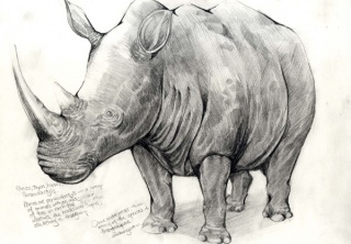 rhino